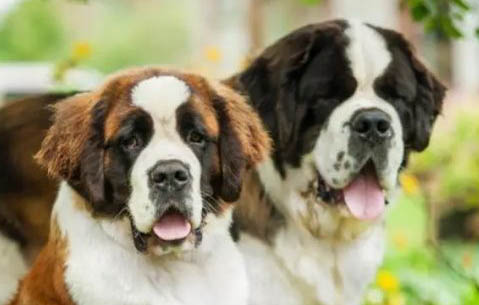 哪種狗狗不掉毛