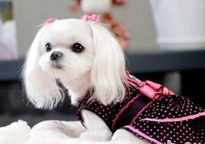 純種馬爾濟斯犬市場價格多少,馬爾濟斯幼犬一般多少錢一只