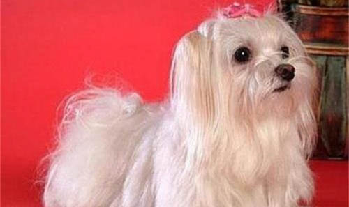 馬爾濟斯犬為什么會叫?