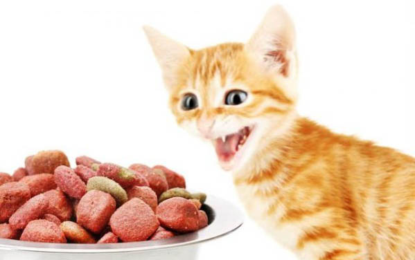 貓咪萬萬不可以吃的食物都有哪些