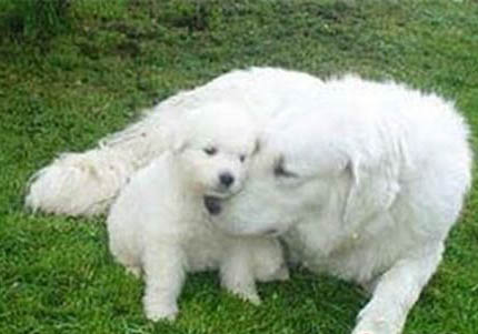 棉花面紗犬哪里有賣