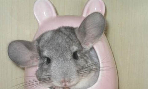 怎樣看龍貓懷孕