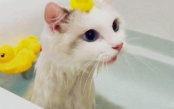 冠狀病毒小貓嘔吐拉肚子