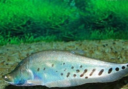 七星刀魚不吃食怎么回事
