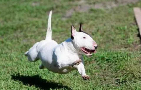 短毛中型犬有哪些品種