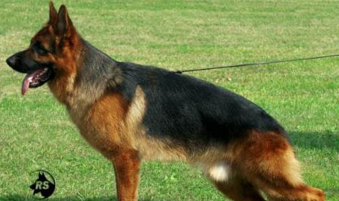 母犬懷孕幾個月生小狗