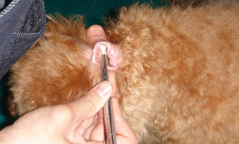 小型犬有哪些品種? 小型寵物狗價格排名