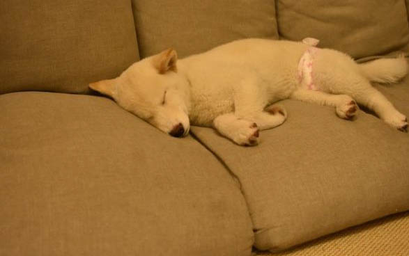 犬瘟會自愈嗎