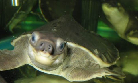 豬鼻龜腸炎癥狀