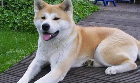 日本秋田犬價格多少錢一只