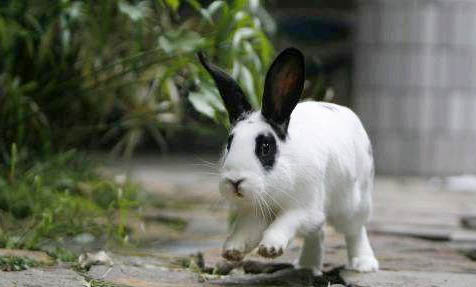 熊貓神仙魚能長(zhǎng)多大