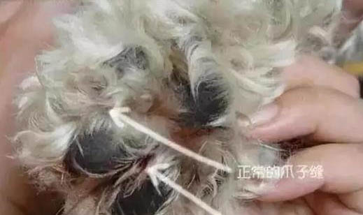 狗狗能吃花生嗎