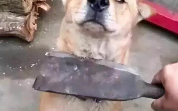 狗狗能不能吃草莓