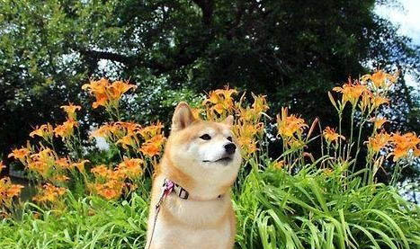柴犬和哈士奇哪個好養