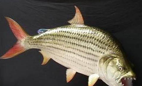 虎魚蒙眼癥病因以及治療方法