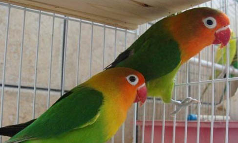 玄鳳鸚鵡怕冷嗎?