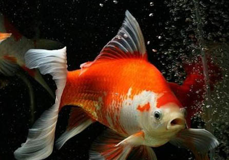 草金魚繁殖的前兆有哪些?