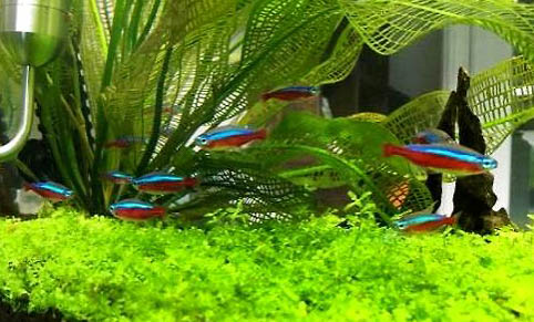 高錳酸鉀對(duì)魚(yú)有傷害嗎