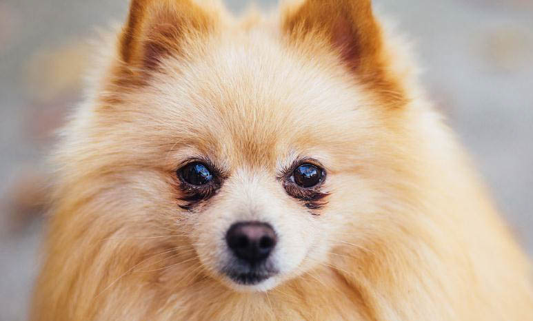 博美犬好養(yǎng)活嗎?