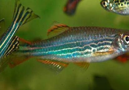 斑馬魚好不好養