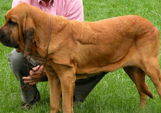 尋血獵犬不愛吃東西的原因及處理方法