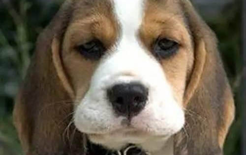 狗兒打噴嚏感冒可以喝板藍(lán)根顆粒嗎