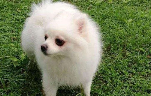 狗狗四腳朝天扭動的原因及處理方法