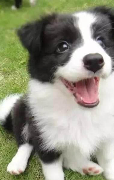 狗狗可以吃玉米不