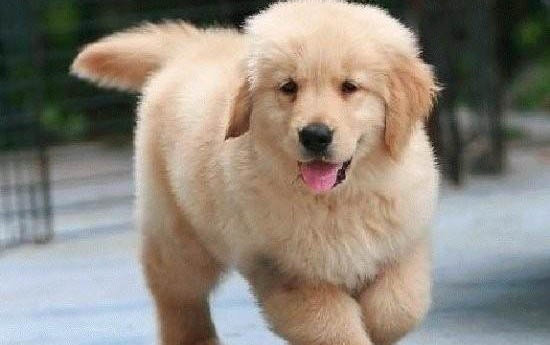 金毛犬懷孕了要注意哪些事情