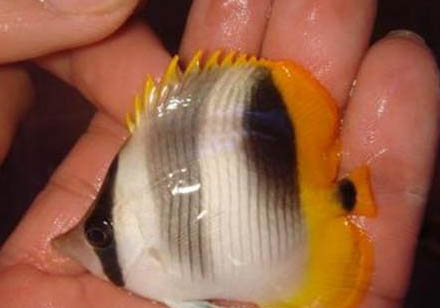 大熊貓是到底是熊還是貓