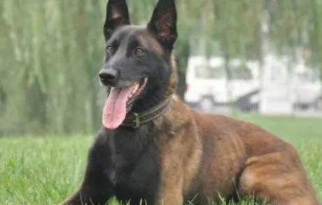 中國馬犬真假對比