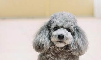 貴賓犬多少錢一只