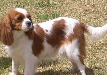 田野小獵犬便秘家常方法