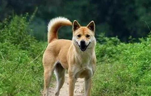七個月的狗還是幼犬嗎