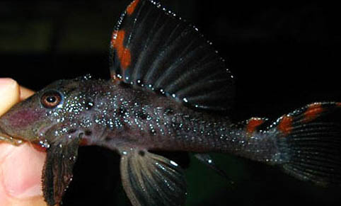 黃金達(dá)摩異型魚好養(yǎng)嗎
