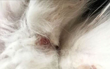 小貓需要磨牙棒嗎