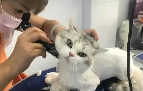 貓咪為什么不可以吃鹽