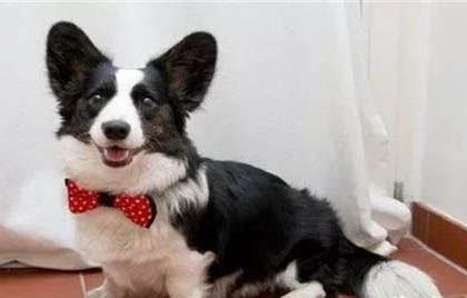狗狗疫苗哪個牌子的好