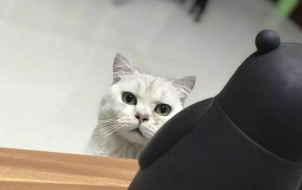 貓咪吃蒙脫石散要禁食嗎?