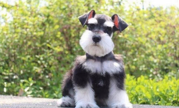 有狗狗偽狂犬病毒疫苗嗎