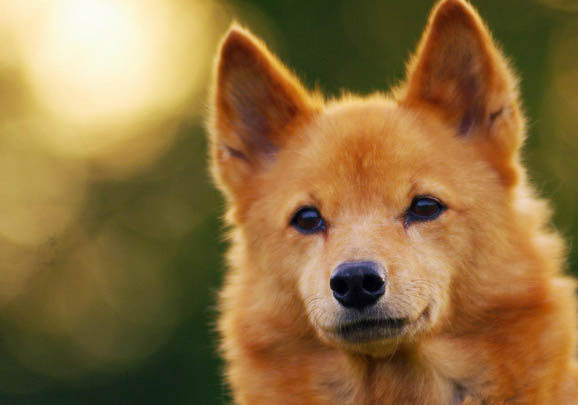 伊比贊獵犬太瘦原因