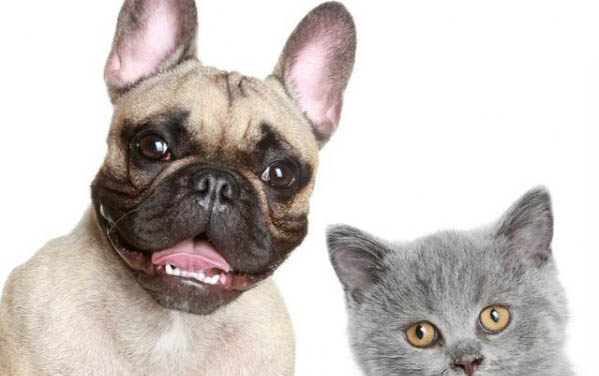 土狗為什么不粘人?