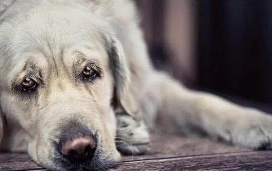 黑狼狗與狼犬有什么區別？