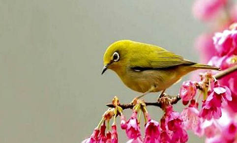 繡眼鳥平時(shí)要罩籠衣嗎?