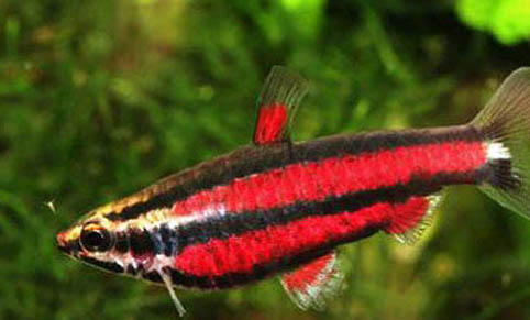 新手第一次養(yǎng)魚(yú)需要注意哪些啊