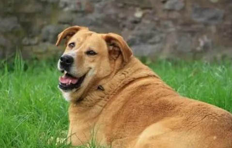 狗狗尿很黃是什么原因?