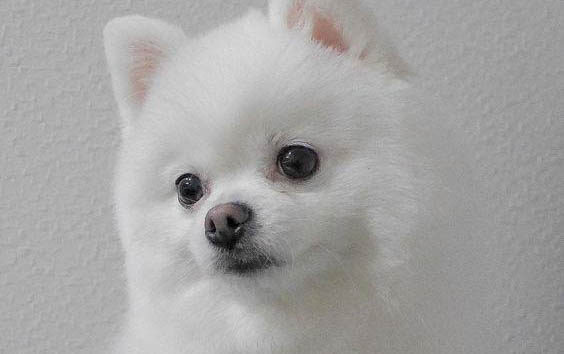 狗狗一套疫苗一般要多少錢