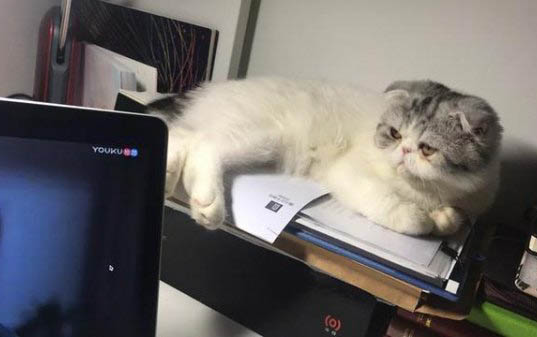 小貓鼻子不通氣呼哧呼哧的是怎么回事