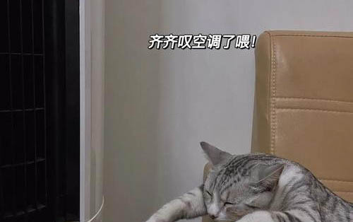 小貓突然拉稀但很活躍是怎么回事？