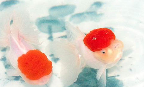 養金魚幾天換一次水